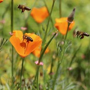 Children can sow pollinator-attracting flowers from things like poppy seeds and wildflower seed mixes. Bees and other pollinators will love these!