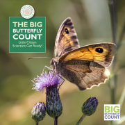The Big Butterfly Count — Little Citizen Scientists Get Ready!