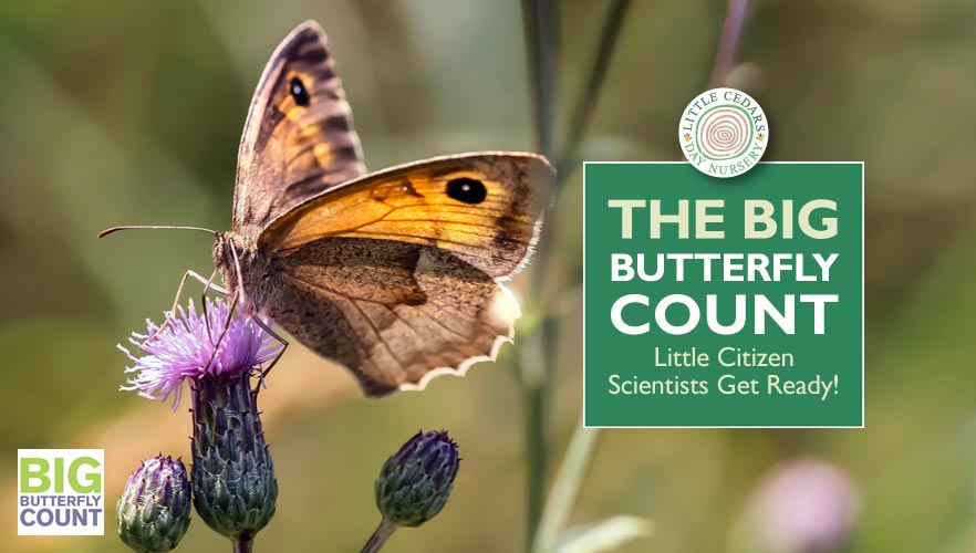 The Big Butterfly Count — Little Citizen Scientists Get Ready!