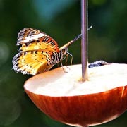 Butterflies can be attracted to children's gardens using overripe fruit drizzled with sugar solution.