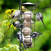 Putting out food suitable for birds is the most simple way to attract birds to a child's garden or outdoor space.