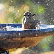 Birds need to drink and bathe themselves, so putting out water in shallow vessels like flowerpot saucers or complete bird baths will be welcomed by them.