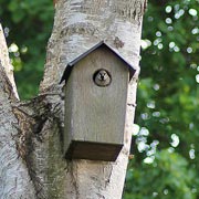 Children will also love seeing birds moving into birdhouses, which families can either make or buy.
