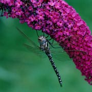 Bees, butterflies and even dragonflies absolutely love flowering Buddleia.