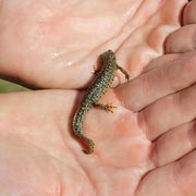 Lizards, frogs, toads, and newts may also be attracted to wild areas that are damp.